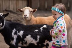 Child-with-Goats-CC-Douglas-Brown-1